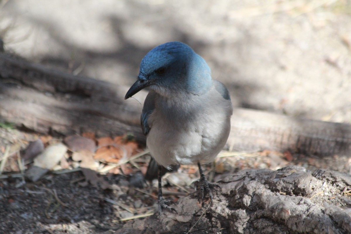 Mexican Jay - ML633357852