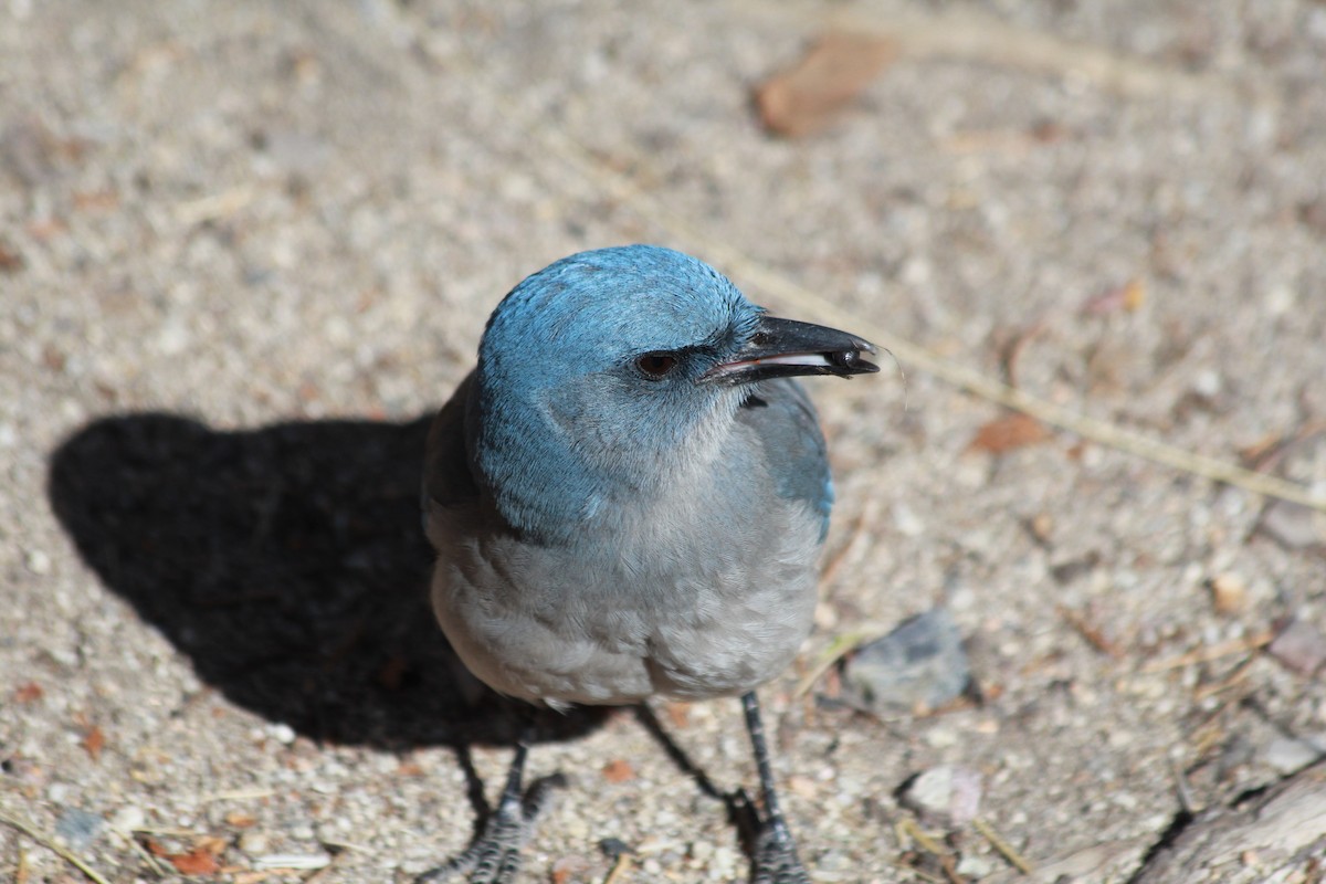 Mexican Jay - ML633357853