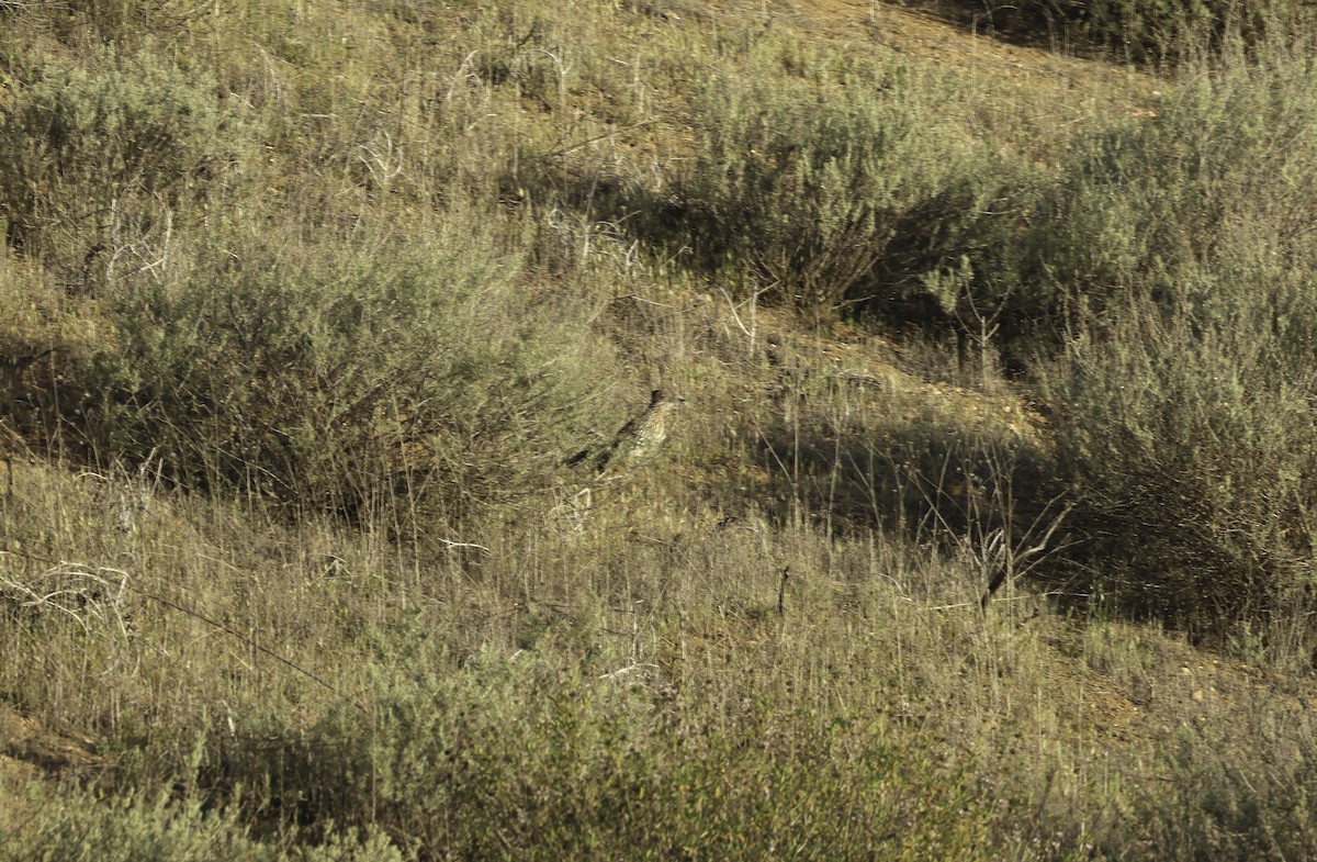 Greater Roadrunner - ML633357857
