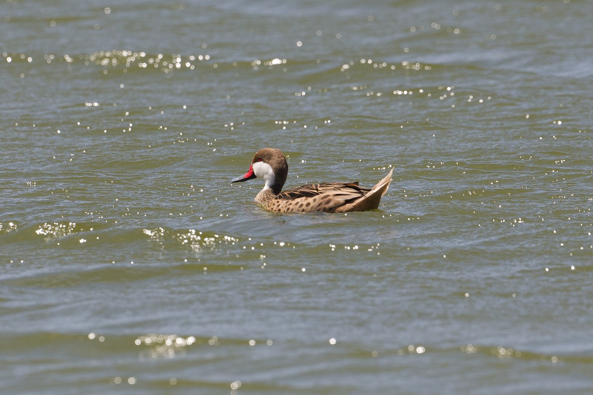 White-cheeked Pintail - Michael Tromp