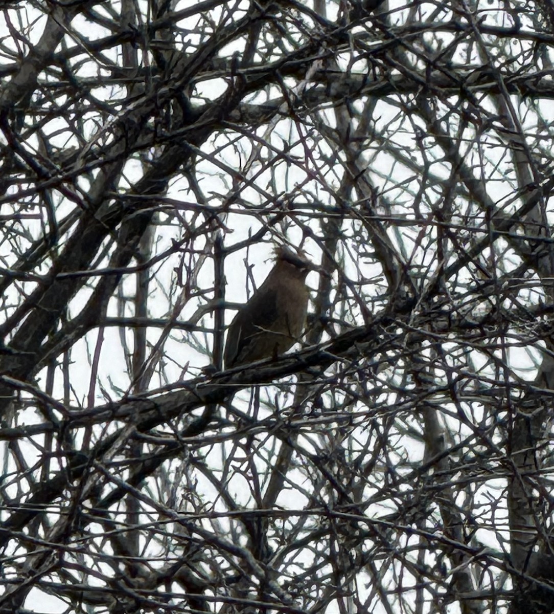 Cedar Waxwing - ML633357995