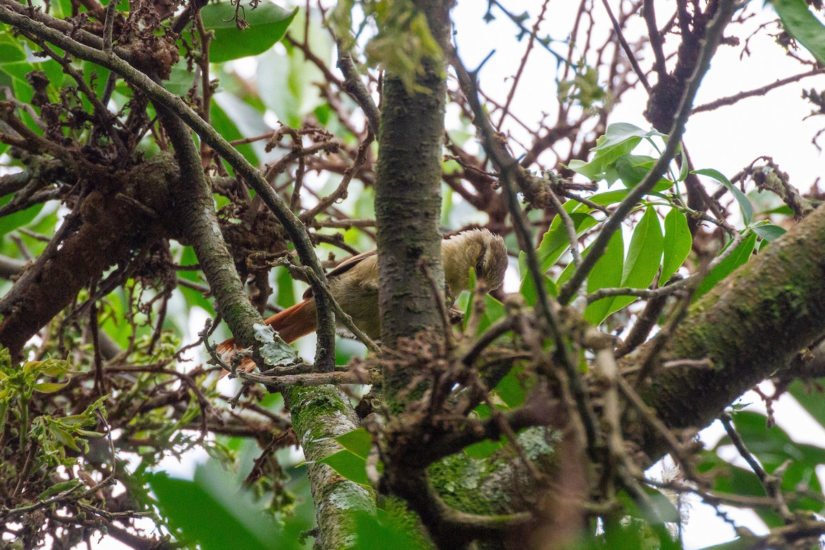 Olive Spinetail - ML633358159