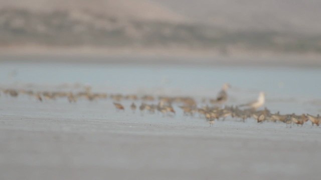 Red Knot - ML633358204