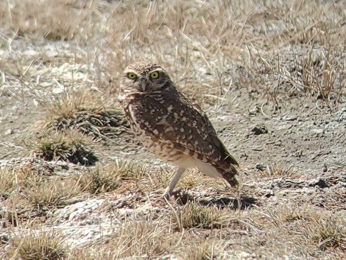 Burrowing Owl - ML633358368