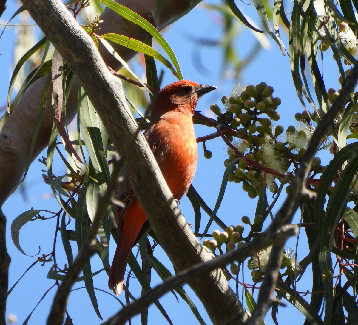 Piranga orangé - ML633358535