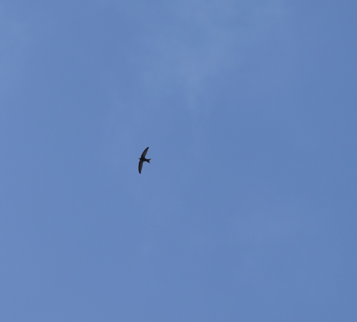 Pallid Swift - ML633358685