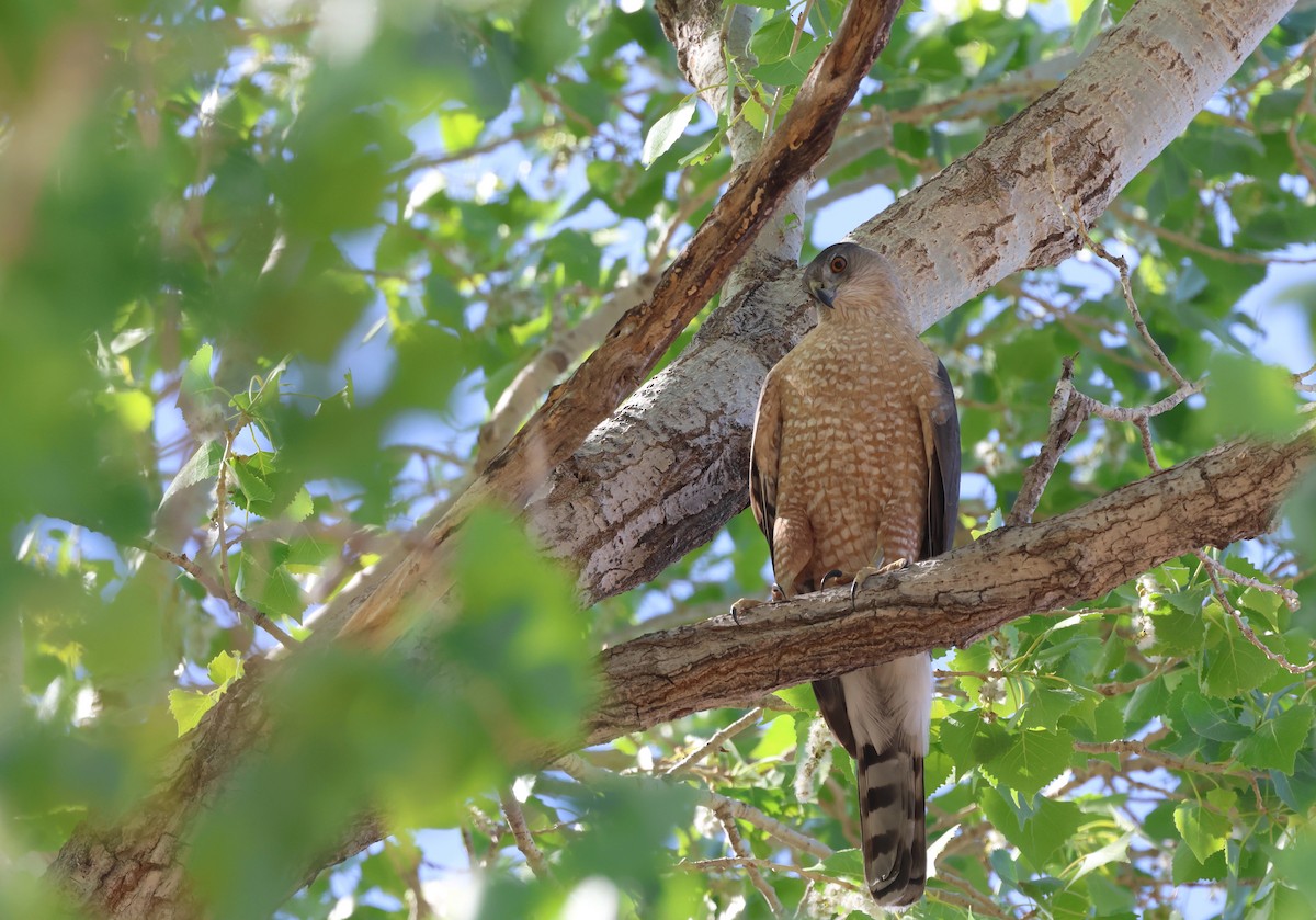 Cooper's Hawk - ML633358765