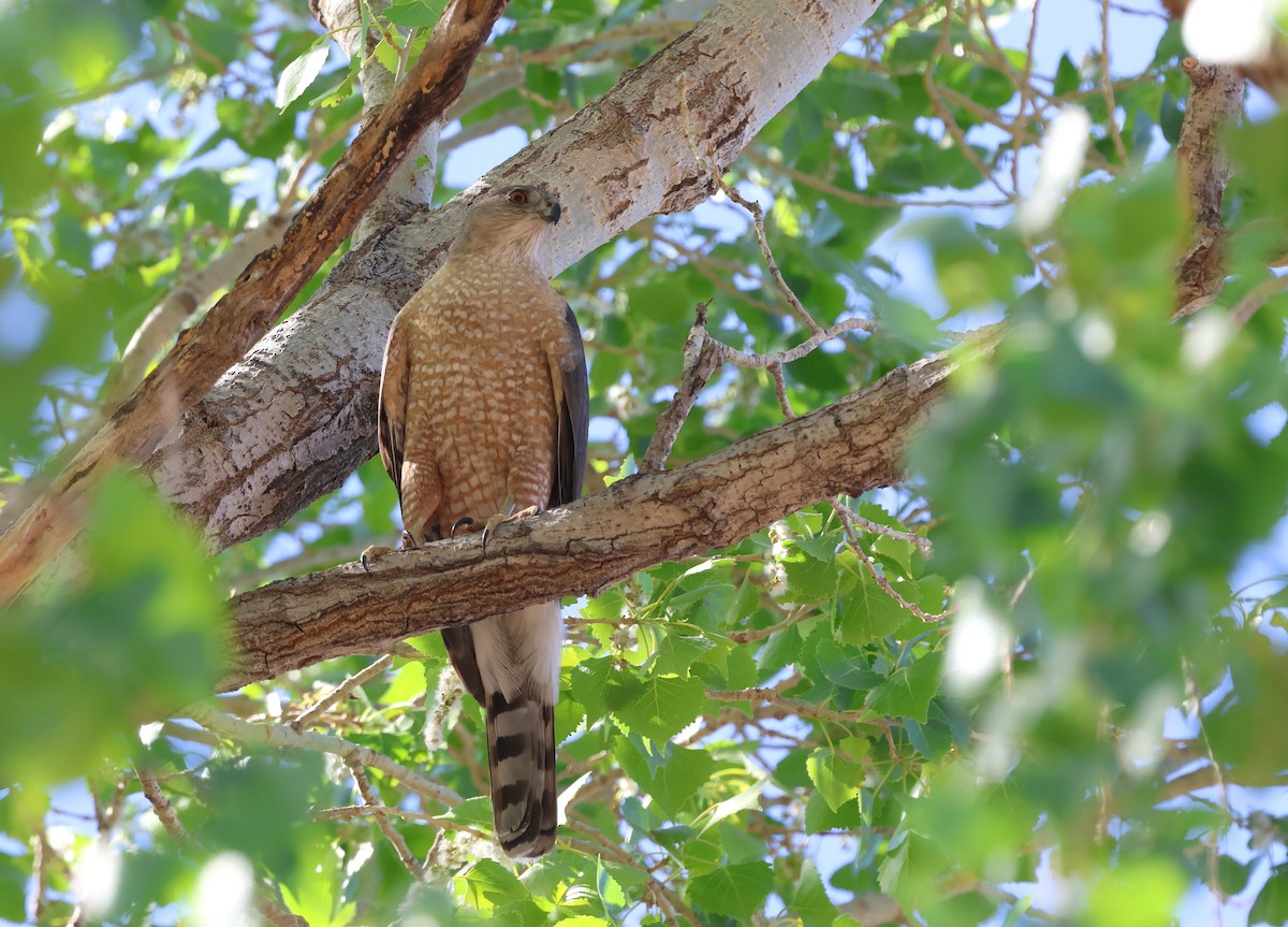Cooper's Hawk - ML633358788