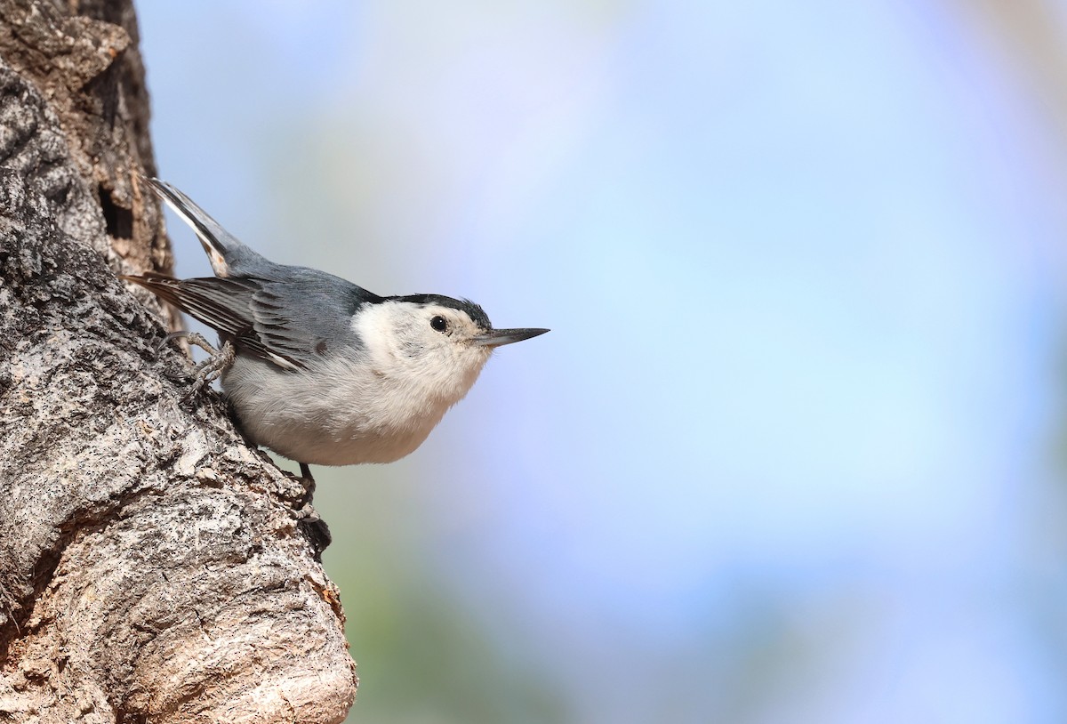 White-breasted Nuthatch (Interior West) - ML633358810