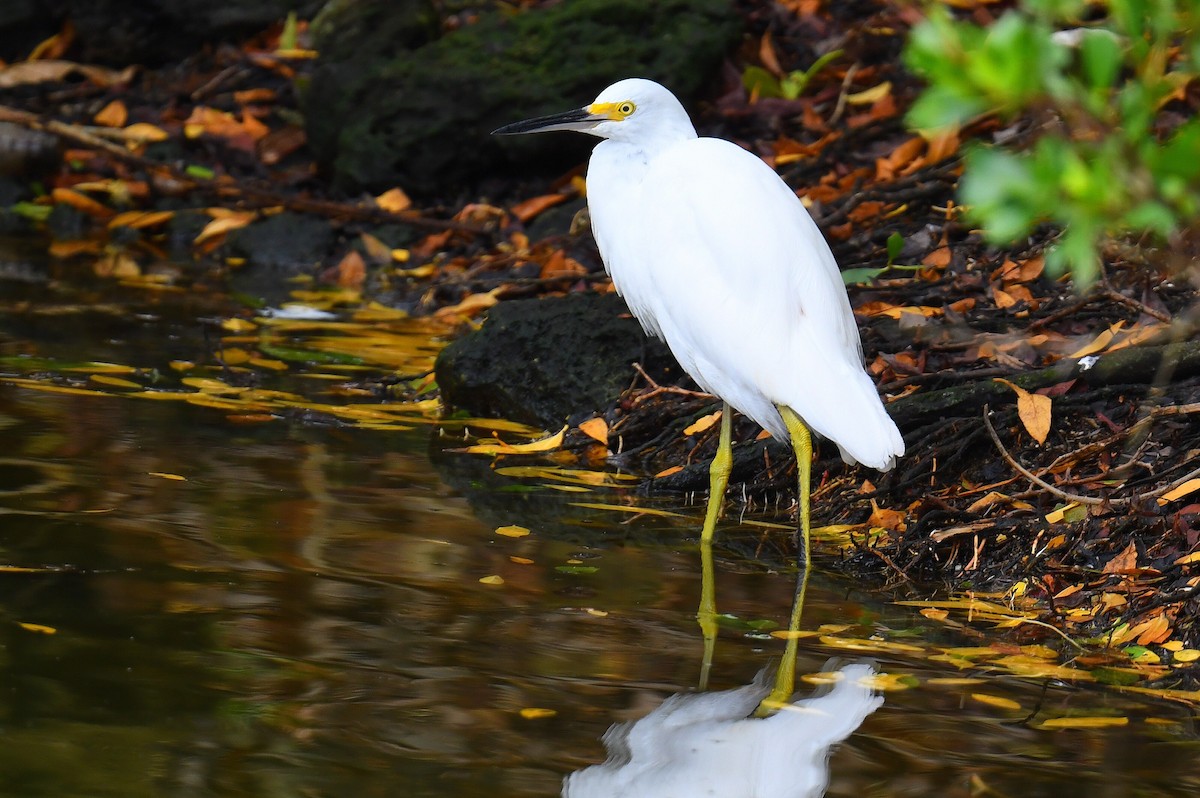 Snowy Egret - ML633358958