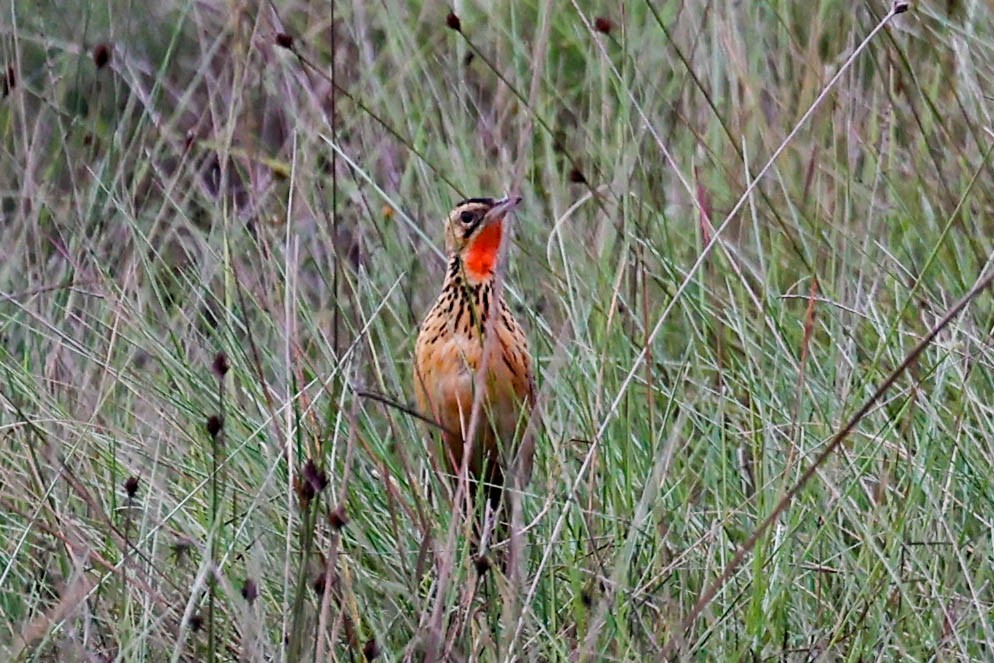 Grimwood's Longclaw - ML633359007