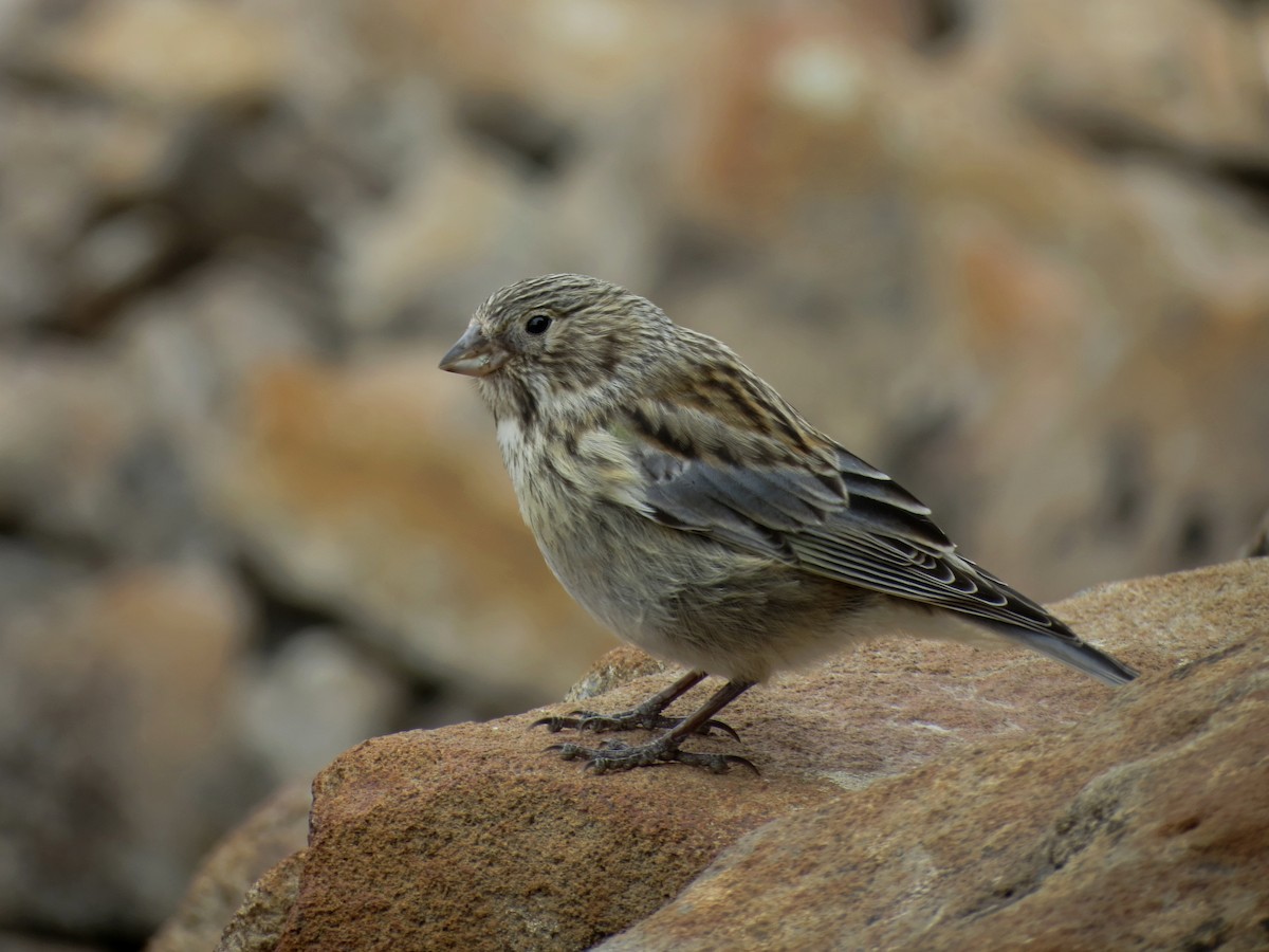 Yellow-bridled Finch - ML633359083