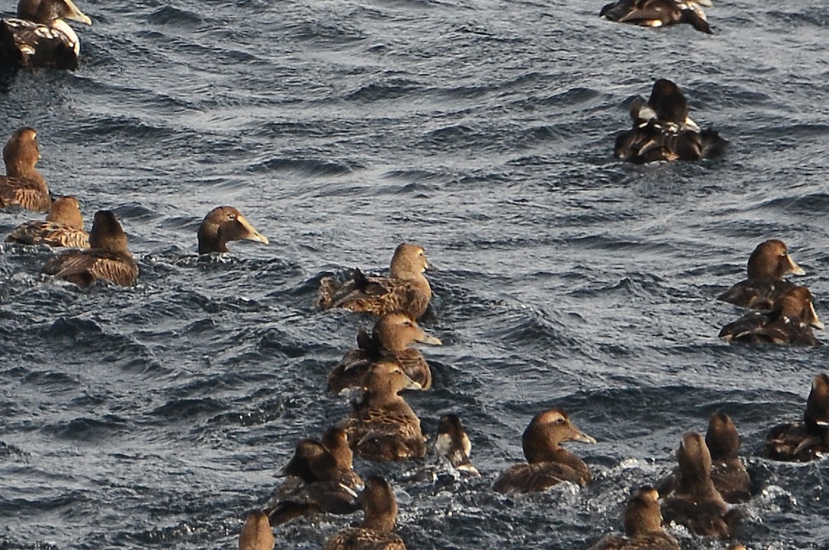 King Eider - ML633359122