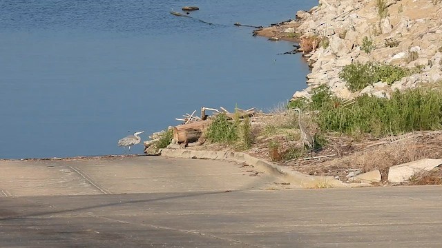 Great Blue Heron - ML633359123