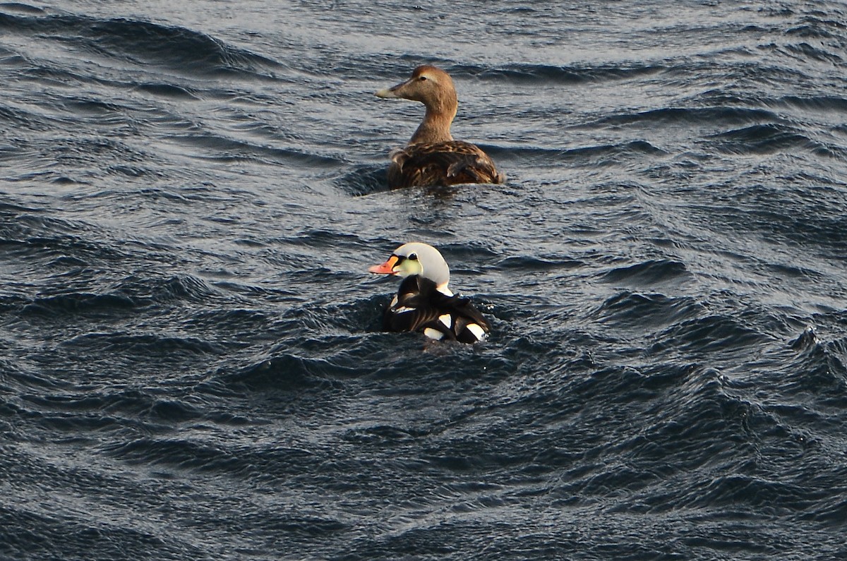 King Eider - ML633359125