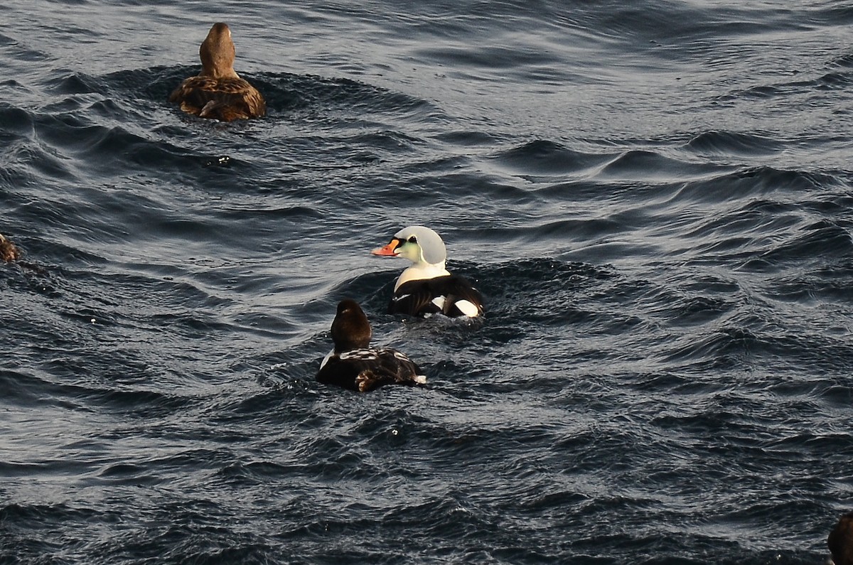 King Eider - ML633359126