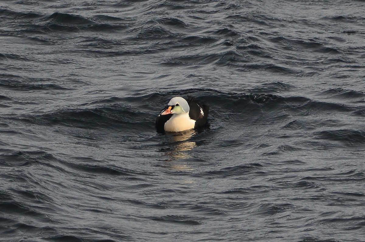 King Eider - ML633359128