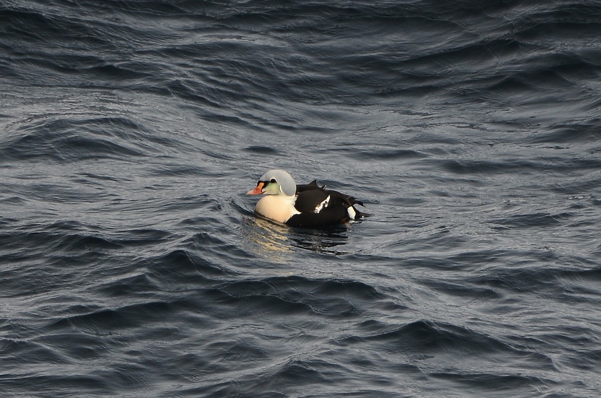 King Eider - ML633359132