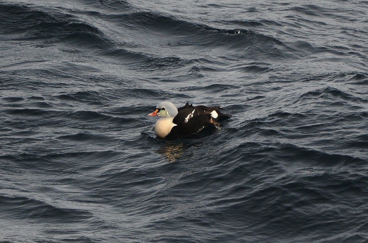 King Eider - ML633359133