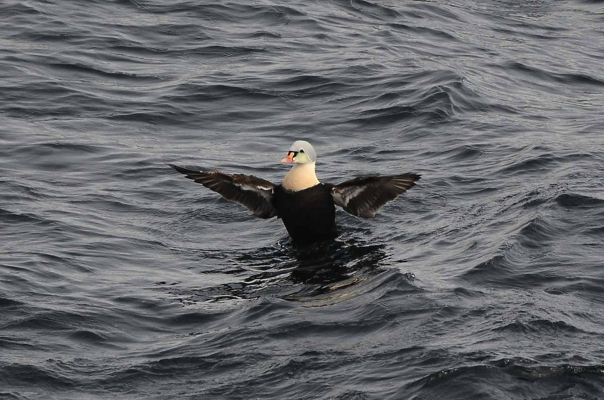 King Eider - ML633359134