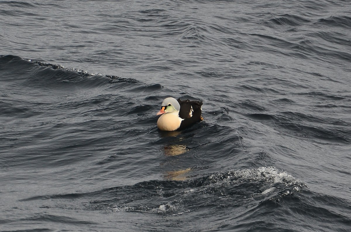 King Eider - ML633359135