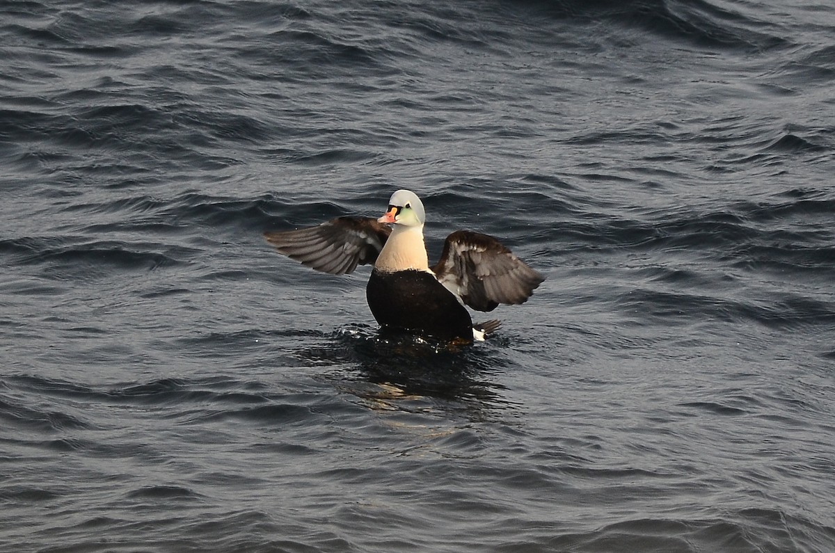 King Eider - ML633359136