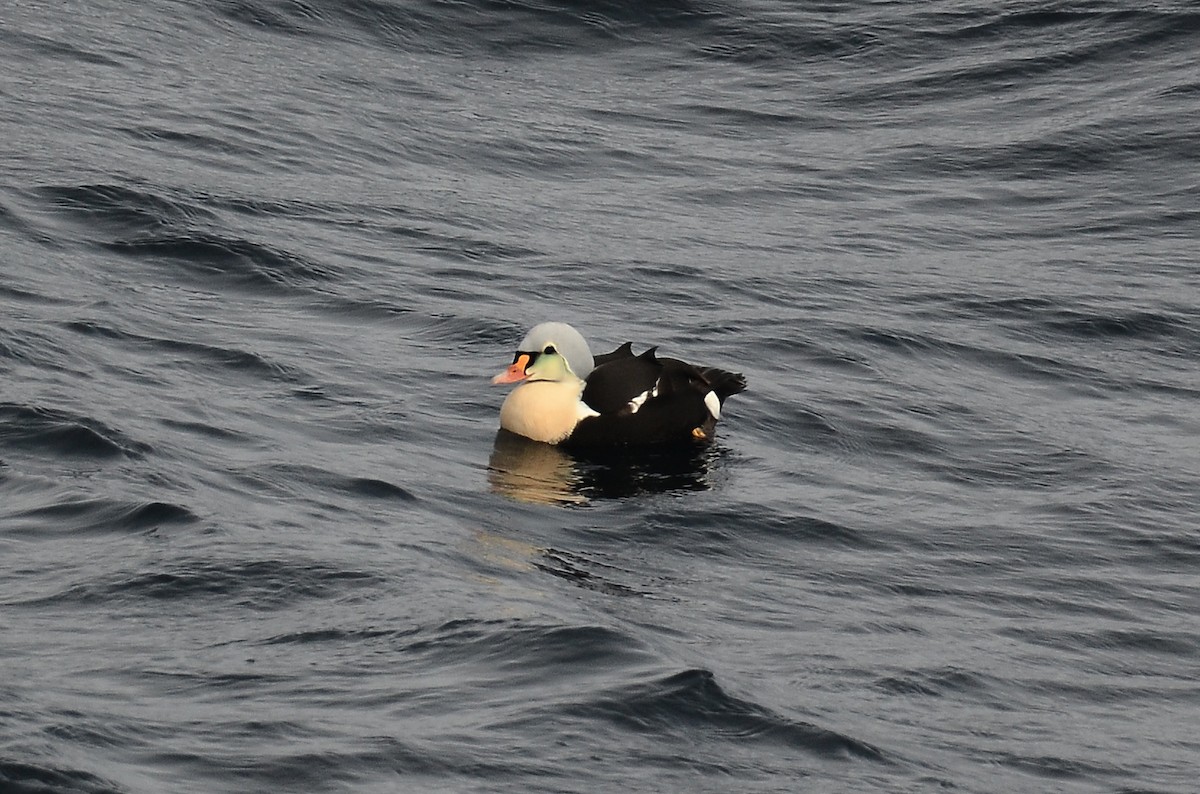 King Eider - ML633359138