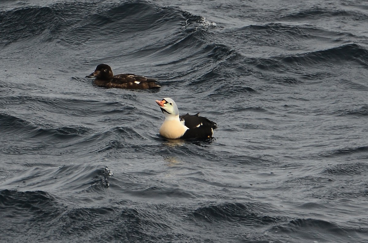 King Eider - ML633359140