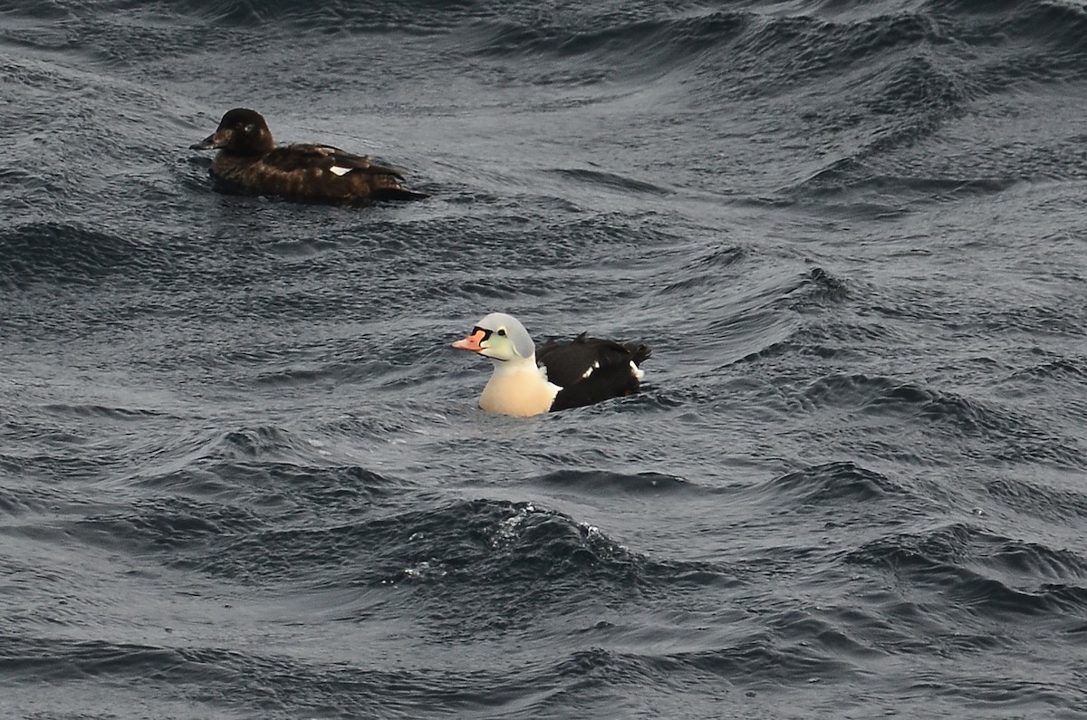 King Eider - ML633359142