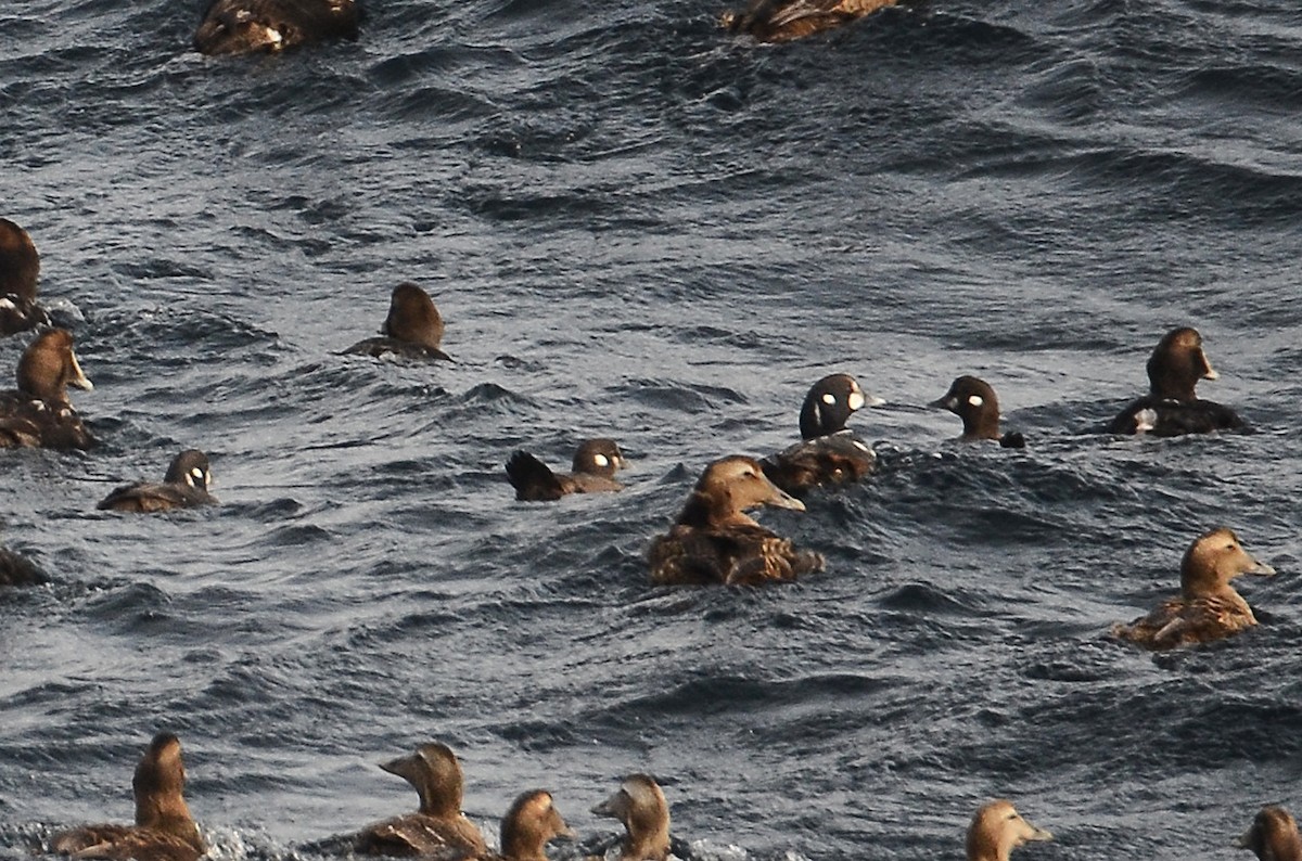 Harlequin Duck - ML633359154