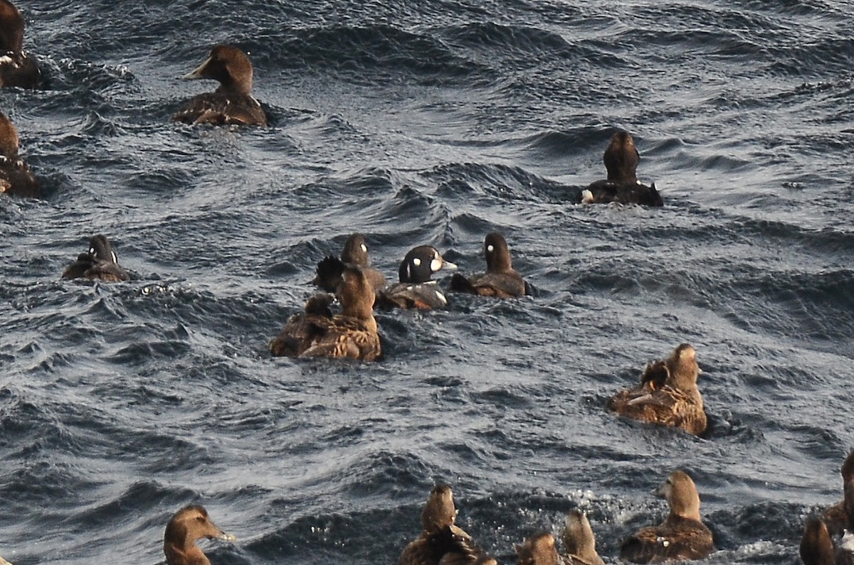 Harlequin Duck - ML633359155