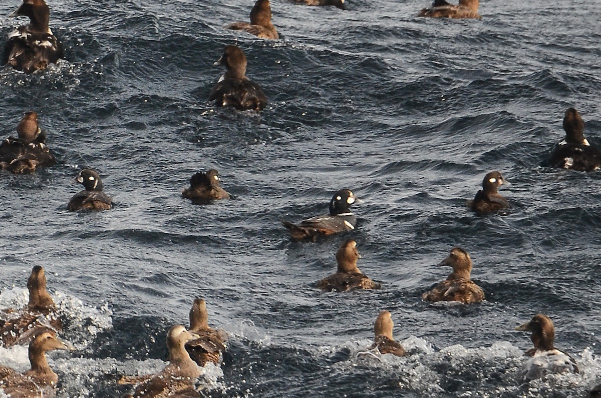 Harlequin Duck - ML633359156
