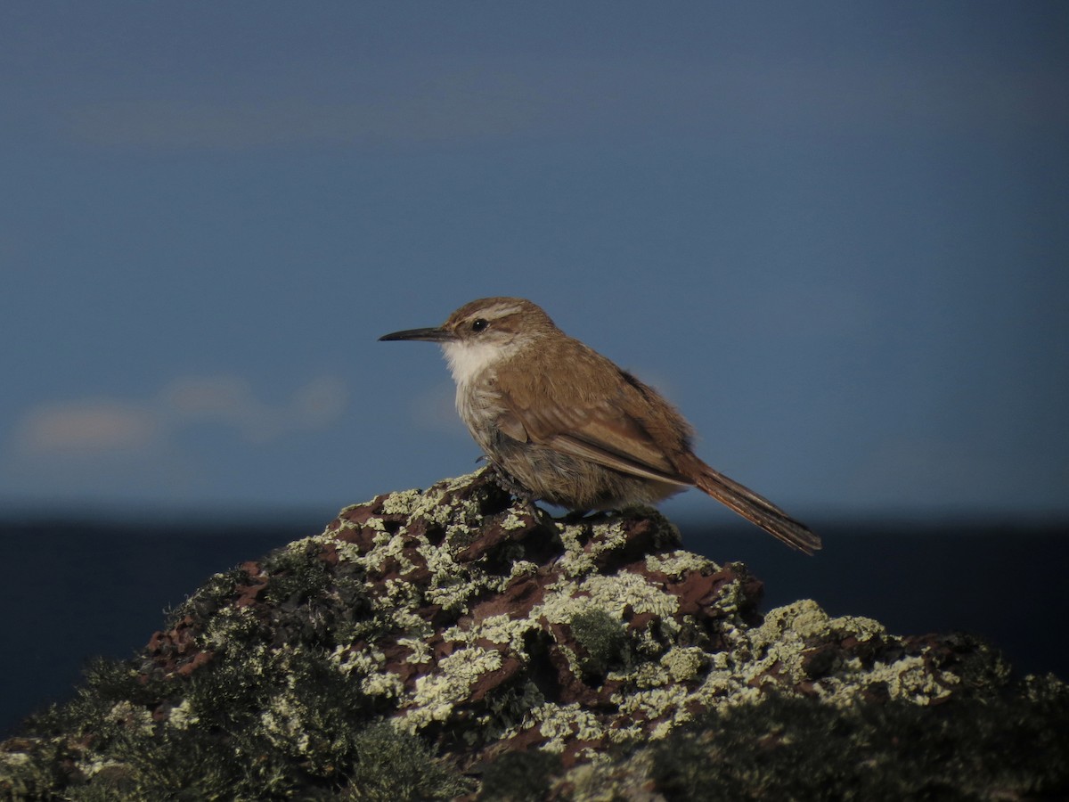 Straight-billed Earthcreeper - ML633359159