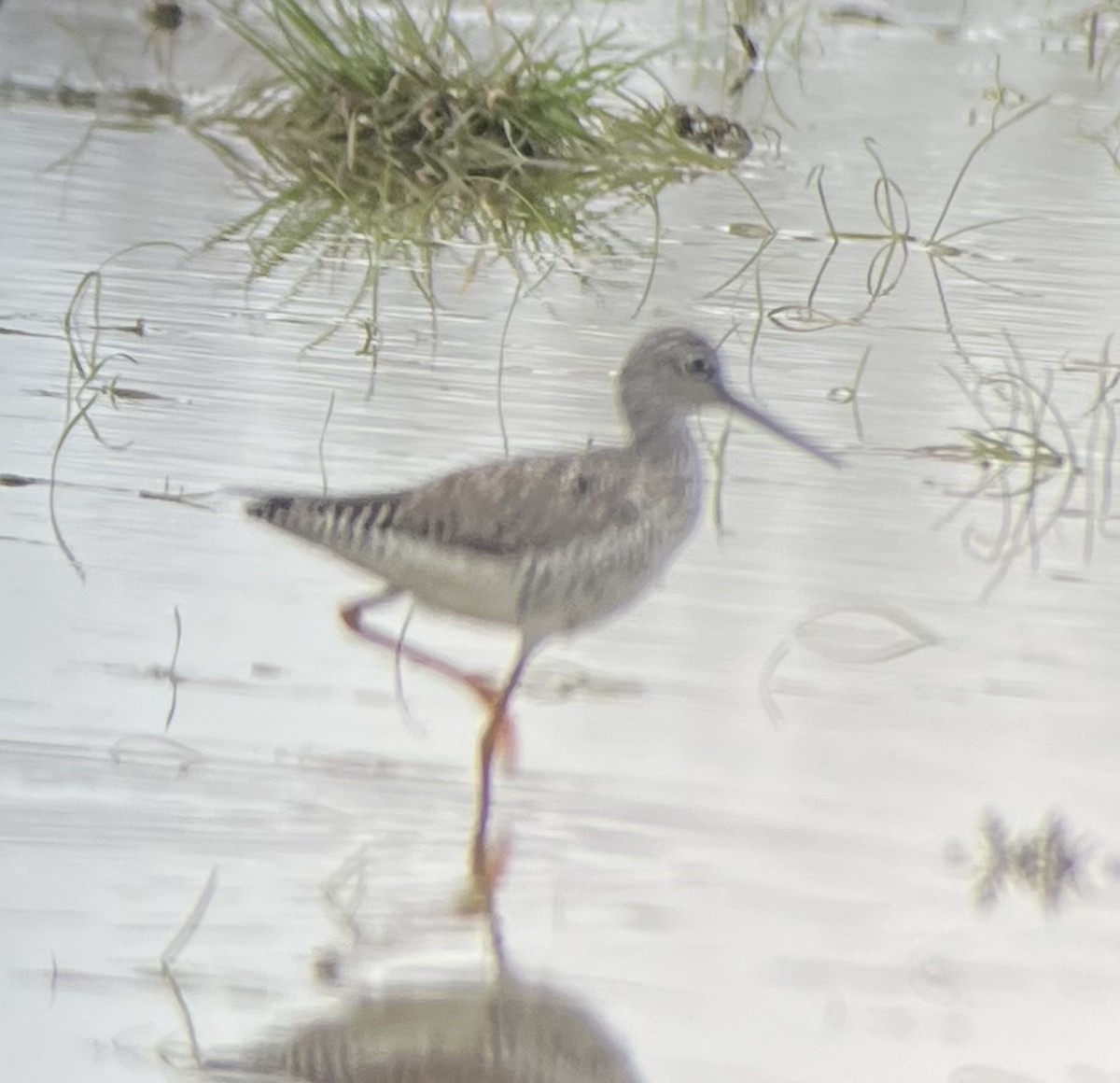 Greater Yellowlegs - ML633359160