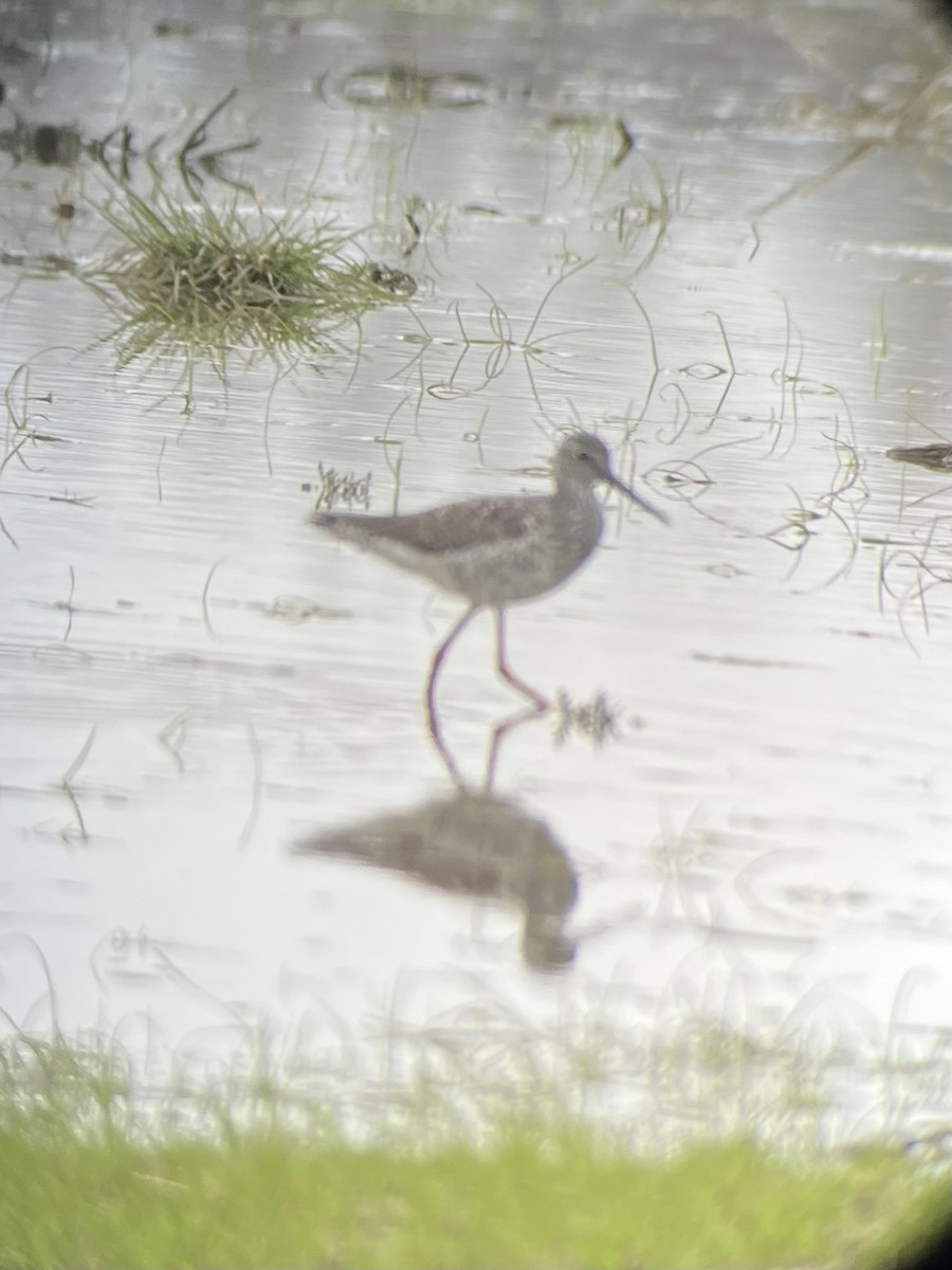 Greater Yellowlegs - ML633359161