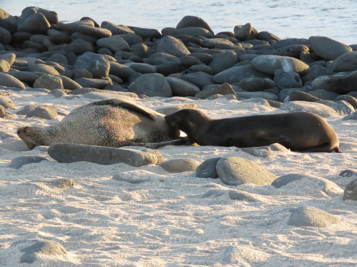 California Sea Lion - ML633359178
