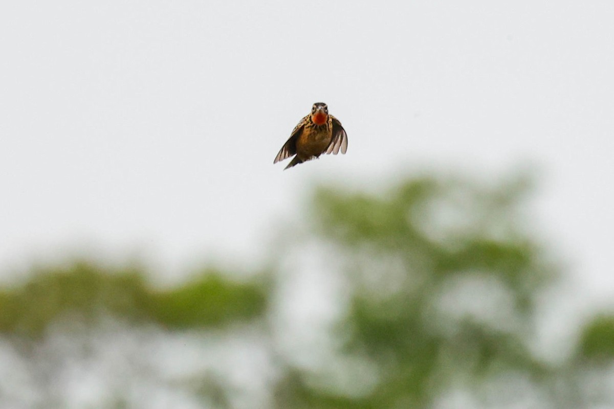 Grimwood's Longclaw - ML633359206