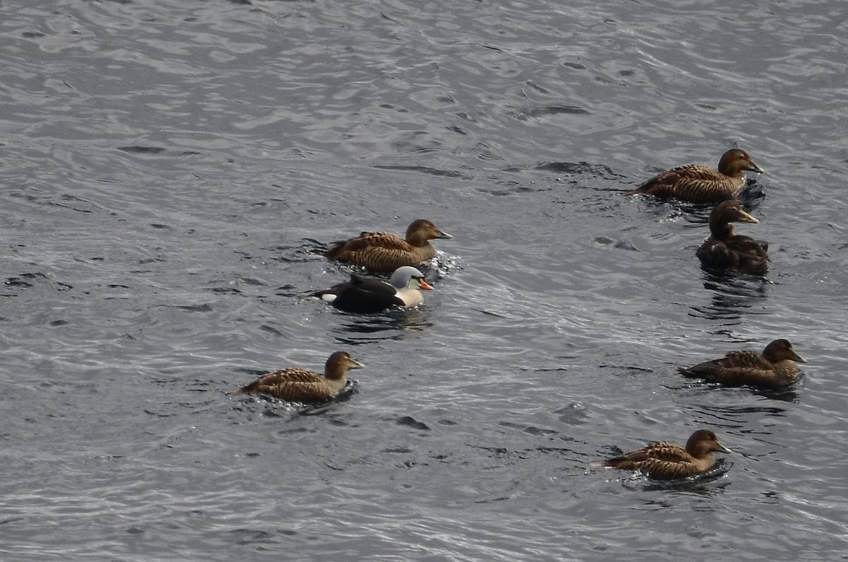 King Eider - ML633359210