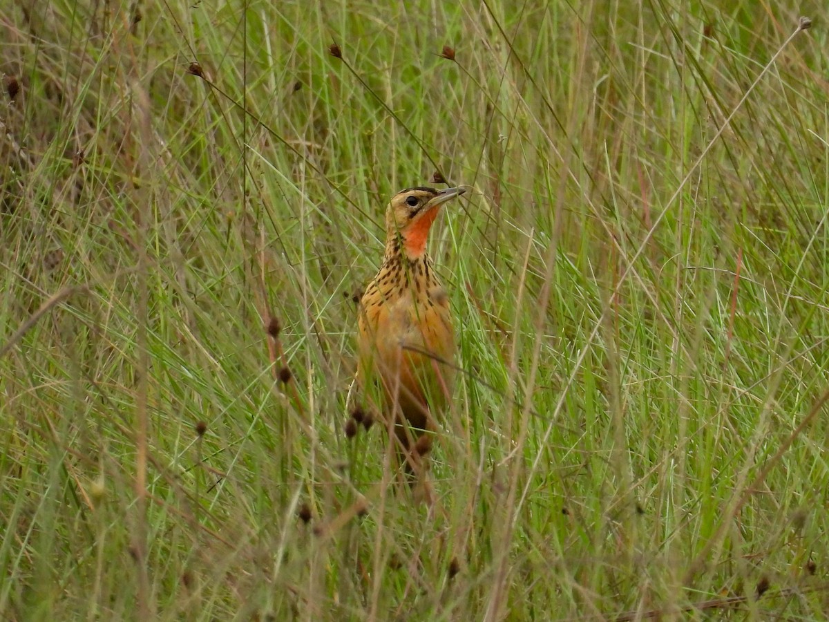 Grimwood's Longclaw - ML633359221