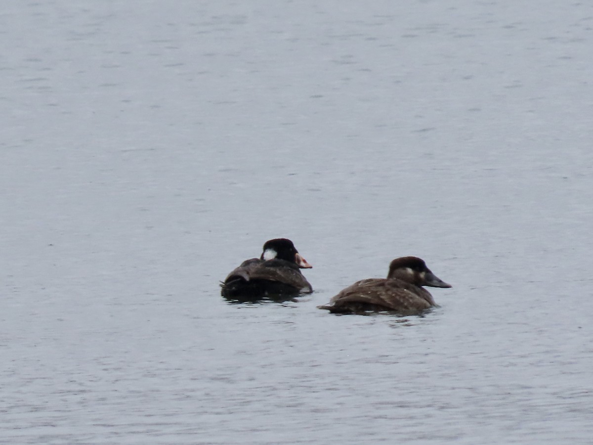 Surf Scoter - ML633359386
