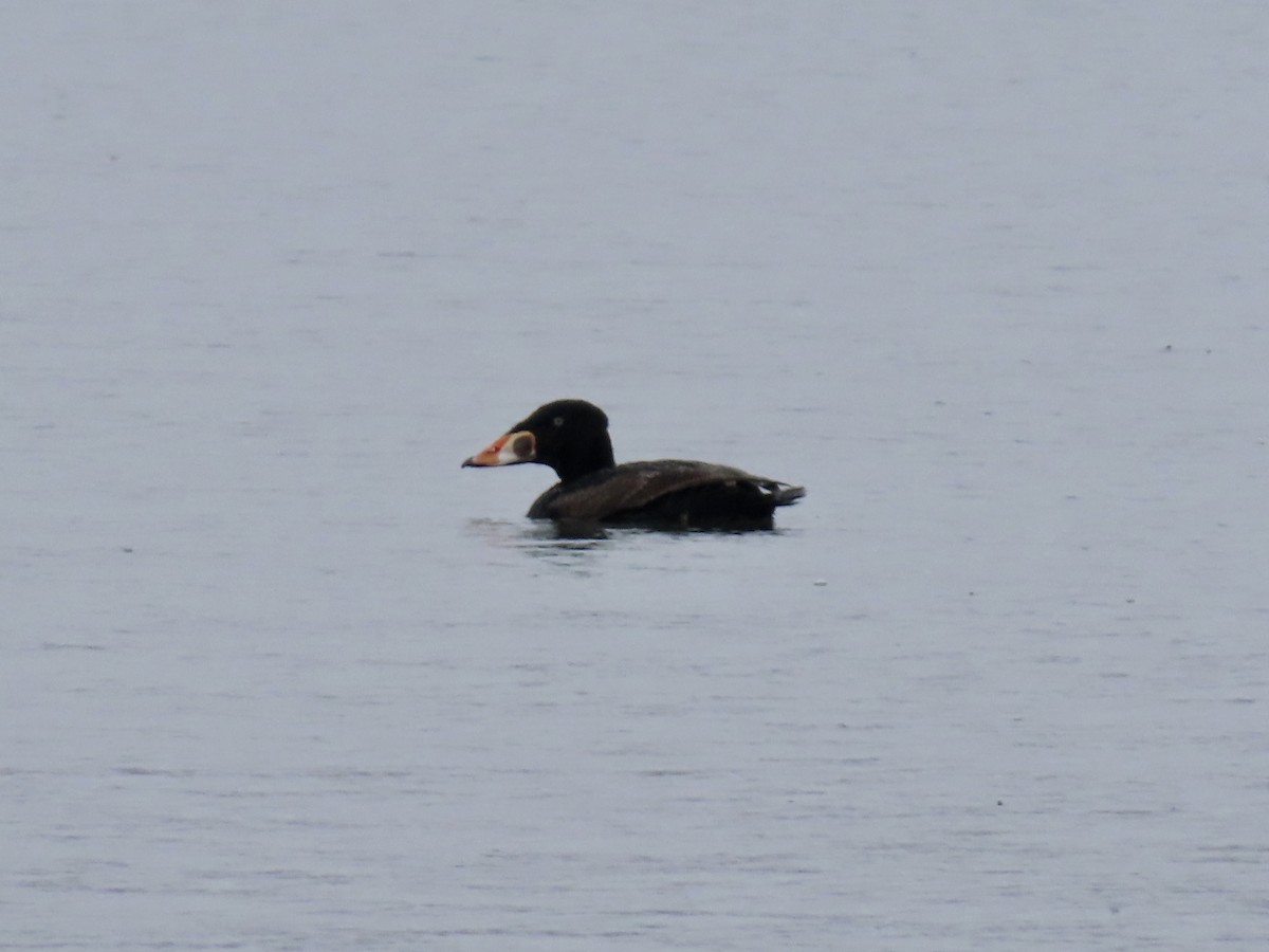 Surf Scoter - ML633359387