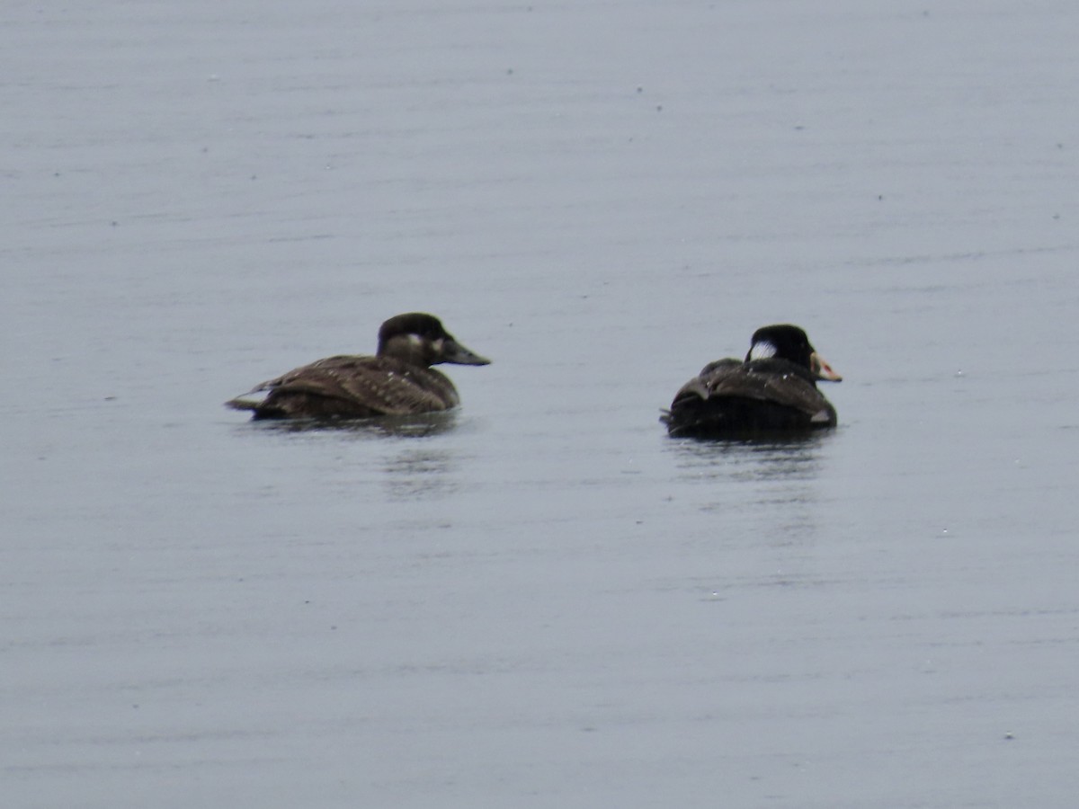 Surf Scoter - ML633359389