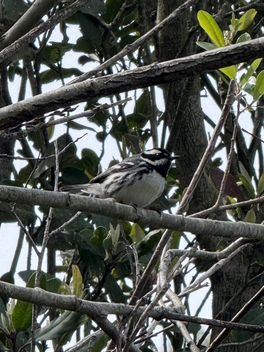 Black-throated Gray Warbler - ML633359563