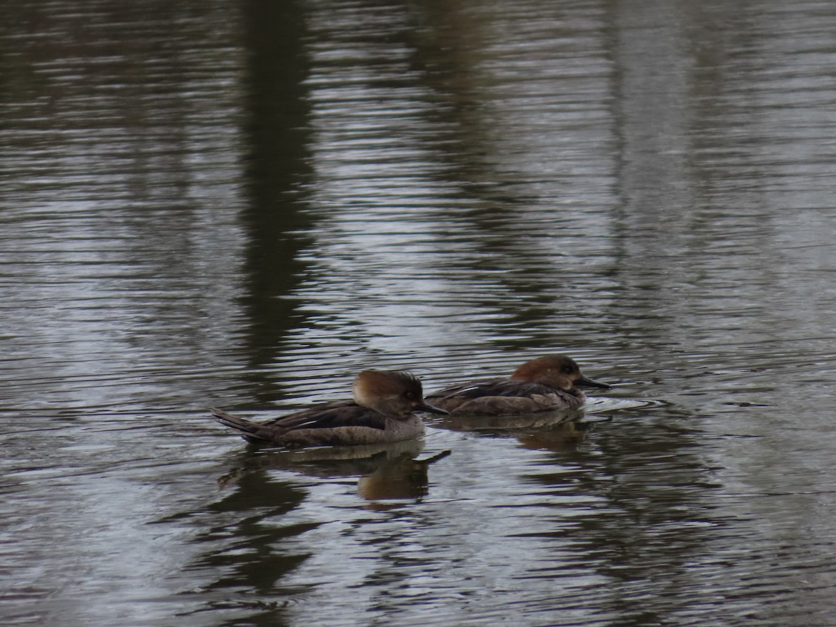 Hooded Merganser - ML633359567
