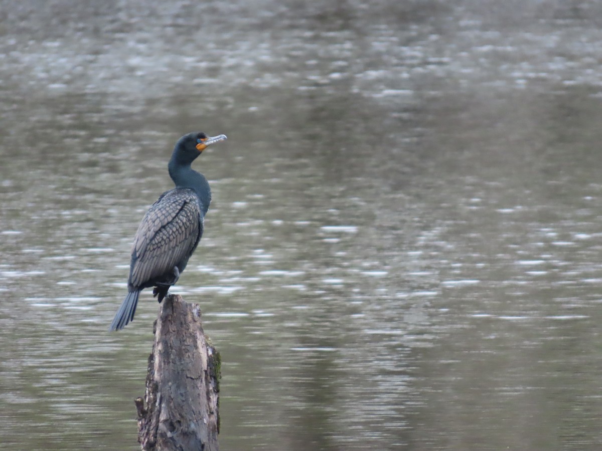 Double-crested Cormorant - ML633359594