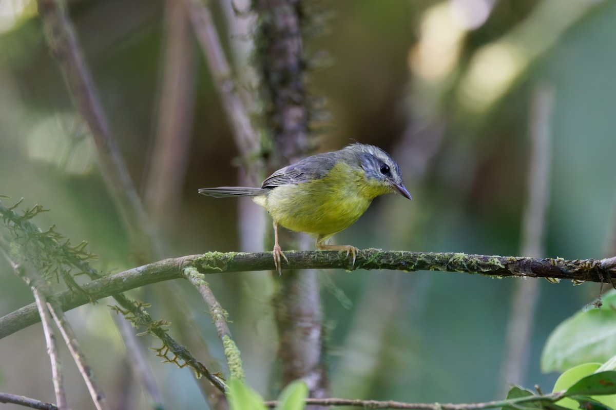 Golden-crowned Warbler - ML633359695