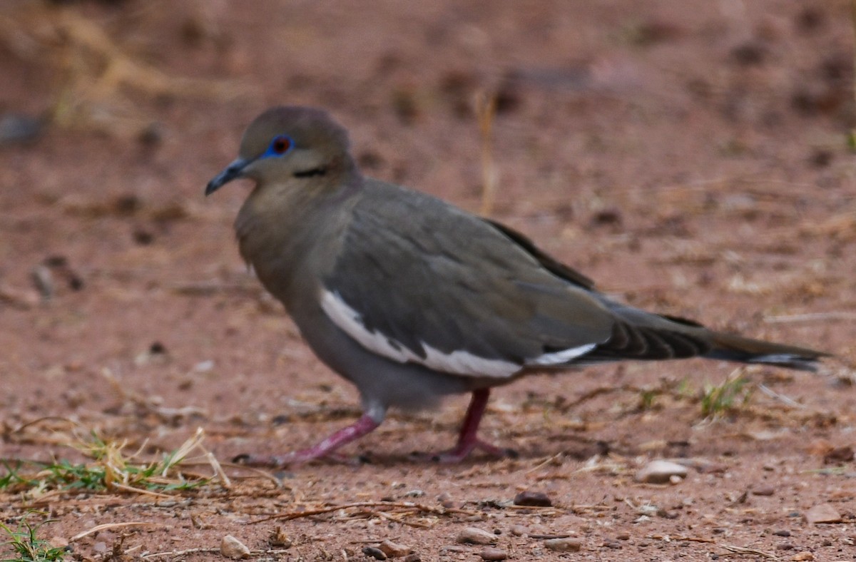 White-winged Dove - ML633359900
