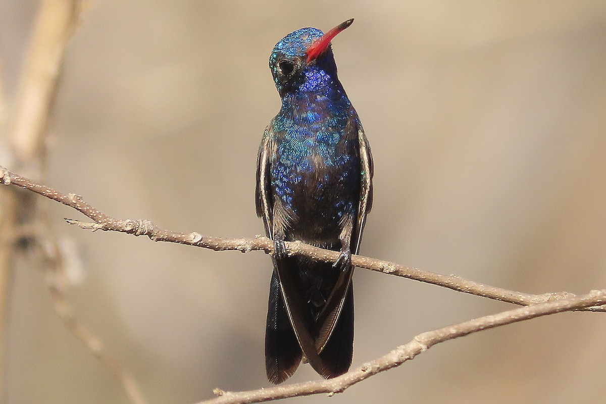 Turquoise-crowned Hummingbird - ML633360025