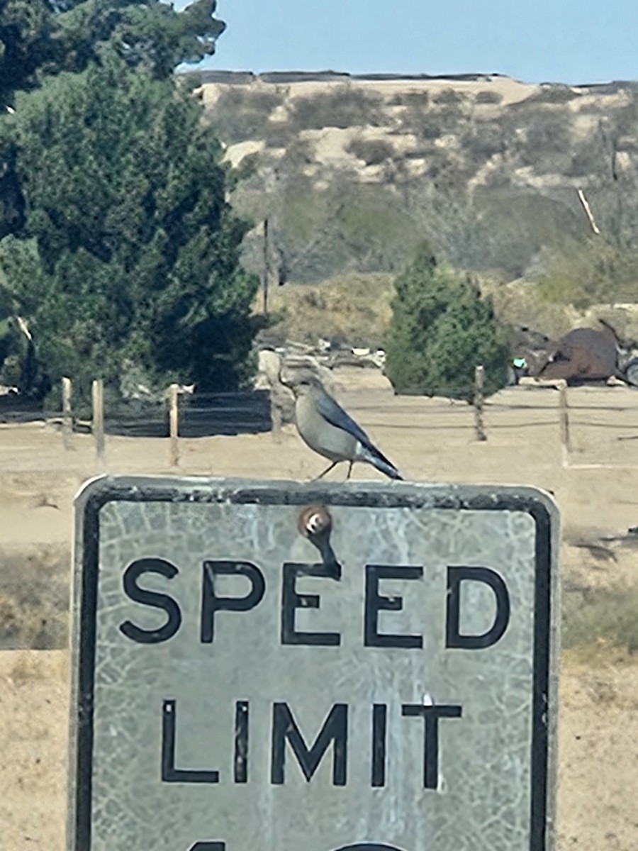Mountain Bluebird - ML633360030