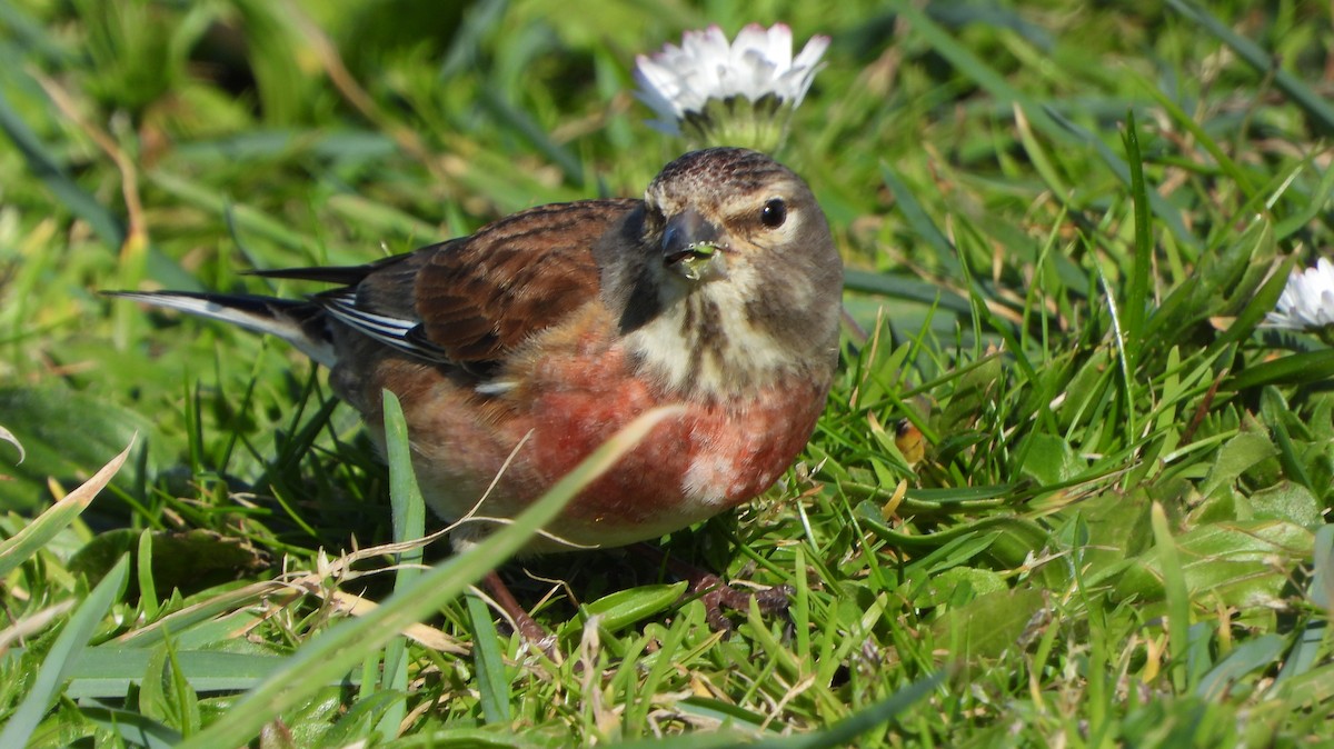 tornirisk - ML633360058